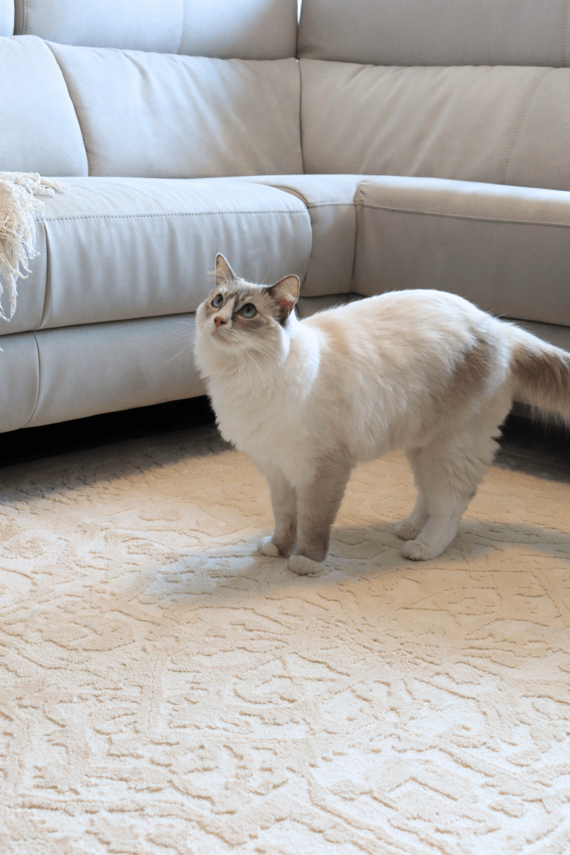 Tapis Imperial crème | Série Wilton Dyed