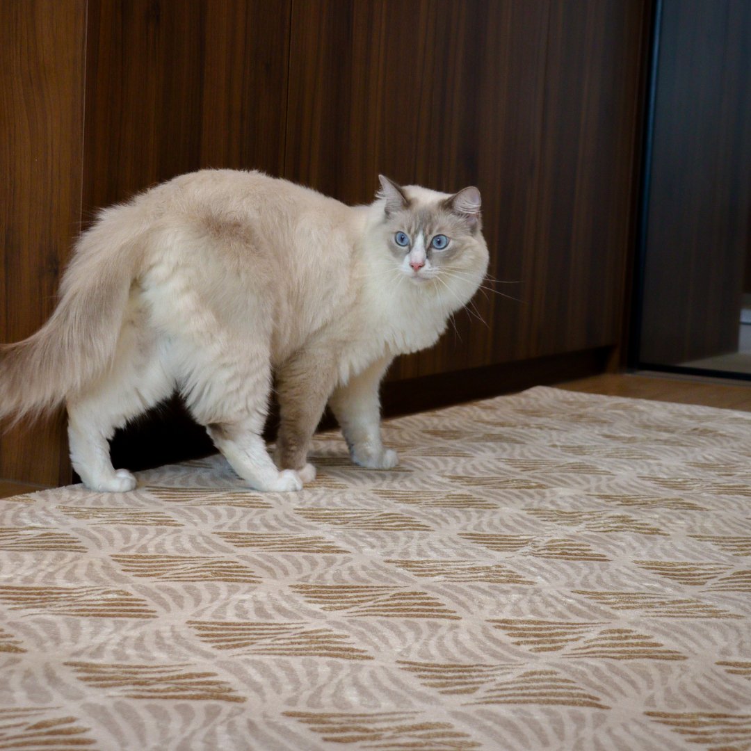 Tapis Amber Shell | Scandinave | Série Polyfibre Cachemire