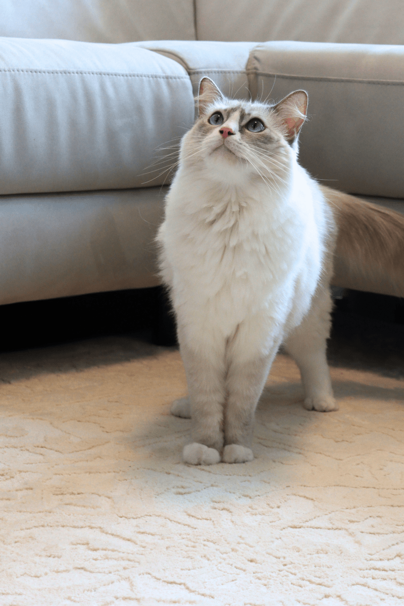 Tapis Imperial crème | Série Wilton Dyed