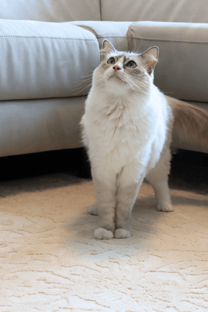 Tapis Imperial crème | Série Wilton Dyed